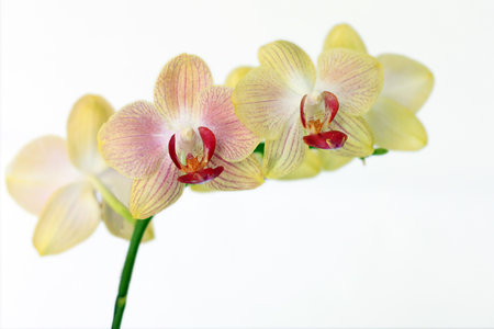 Yellow Moth orchids isolated on white backgroundの写真素材
