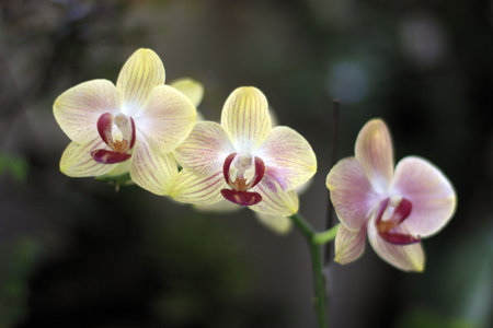 Phalaenopsis species: Usually referred to as moth orchids, are one of the most elegant orchids for indoors. Their long sprays of colorful flowers stay fresh for a few months. Flowering begins in winter or early spring and they need less light than cattleyの写真素材