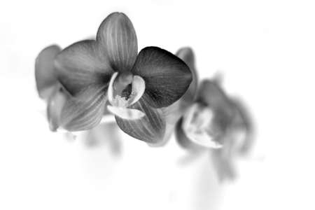 Orchid Mono invertの写真素材