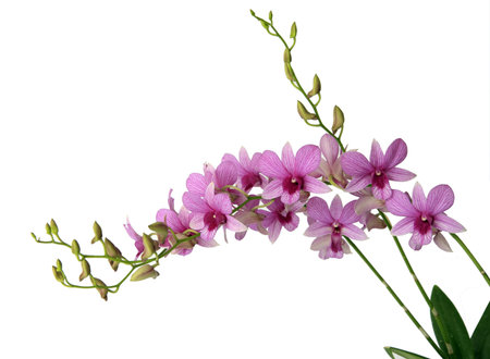 Pink Colour Moth orchids on white backgroundPhalaenopsis species: Usually referred to as moth orchids, are one of the most elegant orchids for indoors. Their long sprays of colorful flowers stay fresh for a few months. Flowering begins in winter or earlの写真素材