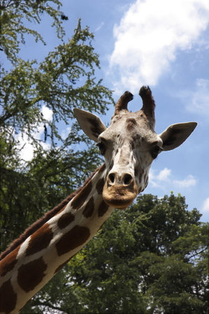 Giraffe'sの写真素材