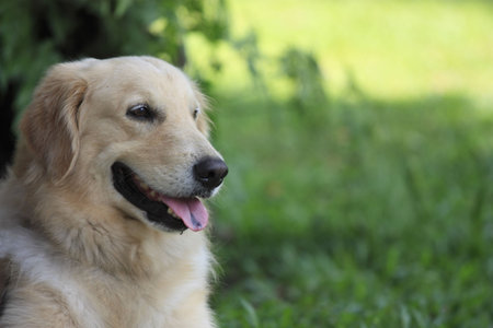 Portrait shoot of golden retrieverの写真素材