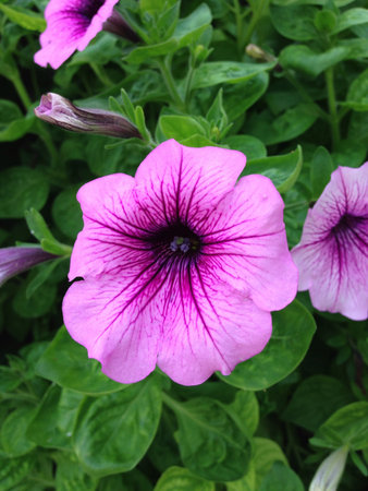 Purple morning glory with green leaf background の素材