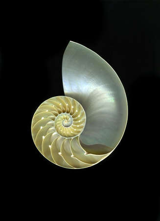 Chambered nautilus isolated on black backgroundの写真素材