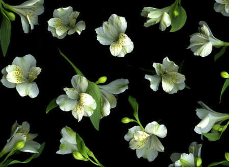 White freesia arrangement on black backgroundの写真素材