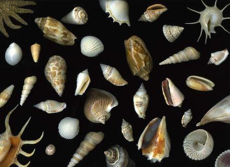 Arrangement of many vibrant seashells isolated on black backgroundの写真素材