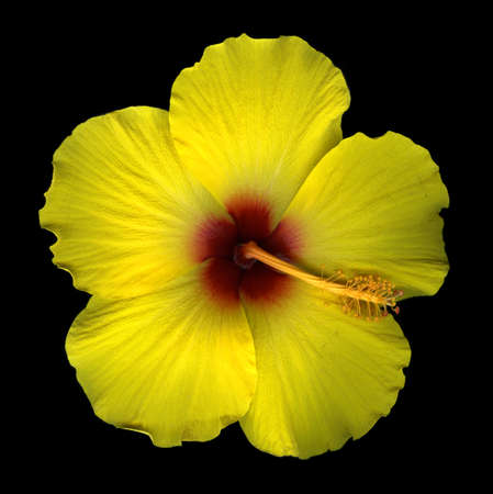 Yellow hibiscus blossom isolated on black backgroundの写真素材