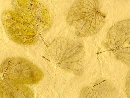 Floral wallpaper backgroundの写真素材