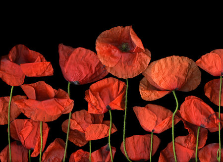 Red poppy flowers isolated on black background