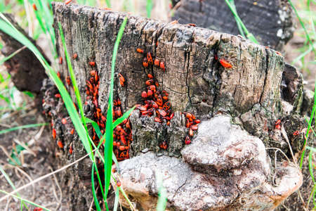 Accumulation of beetles on the tree stump.の写真素材