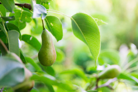 A pear tree in the garden of Nicholas II (last Tsar of Russia) in St. Petersburg. Petersburgの写真素材