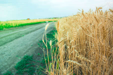 Wheat field in Central Russia.のeditorial素材