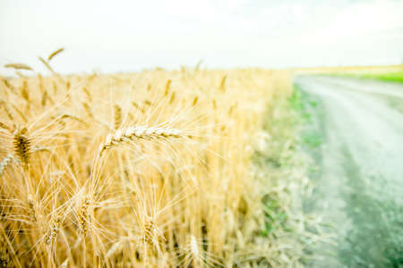 Wheat fieldの写真素材