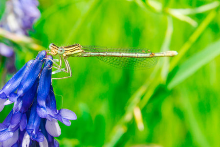 Dragonfly on a blue flower. Green background with grass in the background.