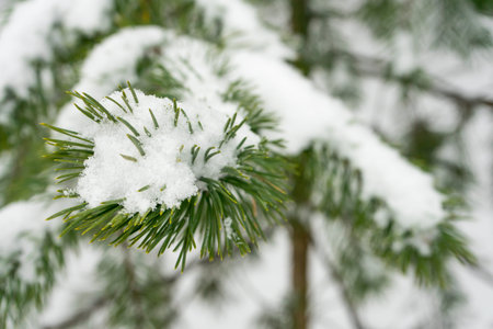 Spruce branch on which snow lies. Tree in winter the forest.