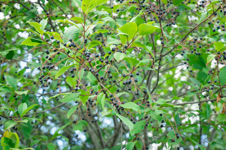 Photo of black elderberry fruit. Berry for nutrition and medicine.