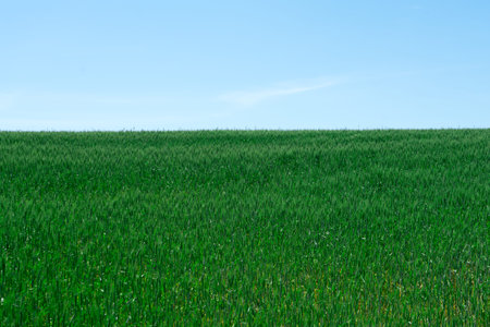 Photo green wheat field. Cultivation of grain crops.