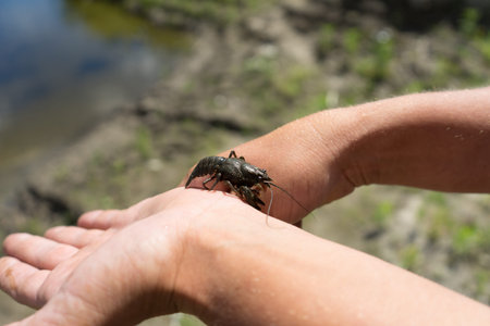 Young spiny lobster. Photo in the hands of man.