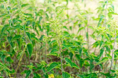 A lot of bushes of nettles. Plant for medicine.の写真素材