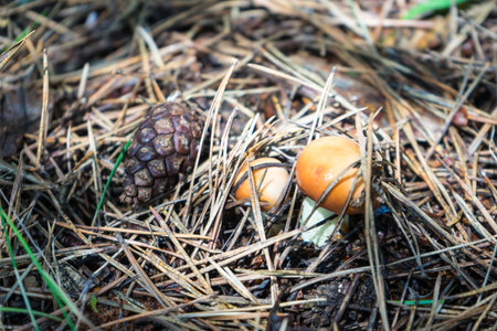 Look for mushrooms in the forest. Mushroom is a great substitute for meat.