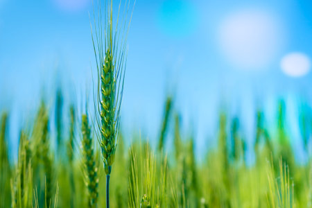 Photo green wheat field. Cultivation of grain crops.