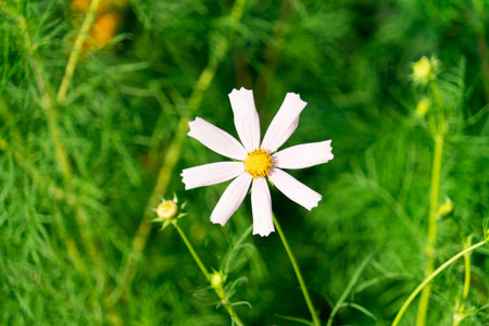 A photo of a flower. Place for your text.