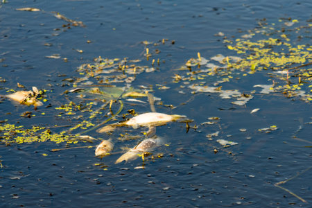Dead fish in the river because of pollution of the river.