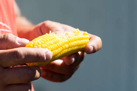 Man eating boiled corn. Close-up photo. Corn in hand.の写真素材