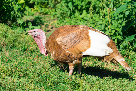 A picture of turkey made on the farm.