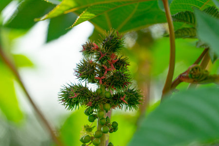Plant castor oil plant. Photo of the fruit close-up.