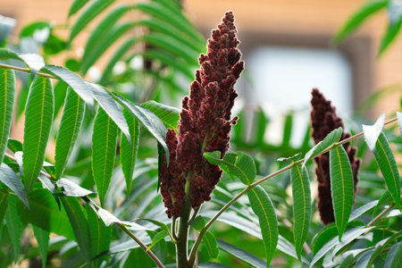 Photograph of an acetic tree. Place for your text.