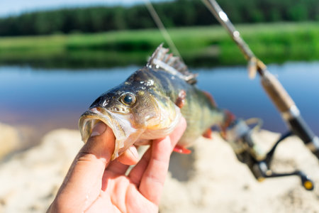 Fishing on spinning. The catch on the spinning rod on the river.