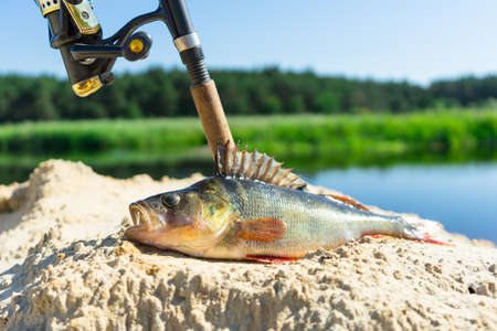 Fishing on spinning. The catch on the spinning rod on the river.の写真素材