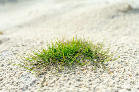 Green plant in the sandy desert. backgroundの写真素材