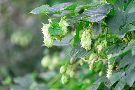 Fruit plant hops on branches. Place for your text.