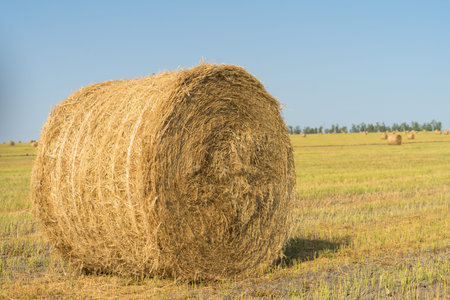 Bales of hay on the field. the hay harvest in the fall.