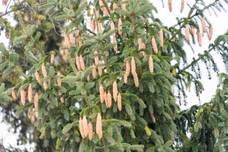 A large tree strewn with spruce cones