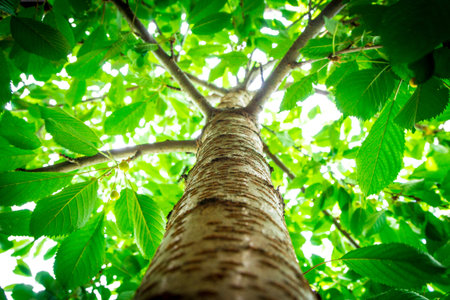 The photo of the tree is taken from the bottom. The photo of the tree is taken from the bottom.の写真素材