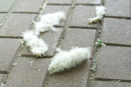 poplar fluff on the sidewalk. Close-up photo. poplar fluff on the sidewalk. Close-up photo.