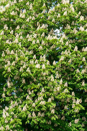 Flowering chestnut tree. Flowering chestnut against the blue sk.の写真素材