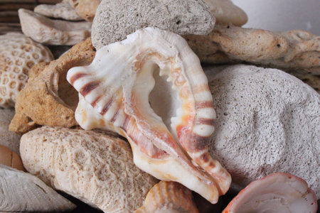 Pile of seashells and rocks from the sea