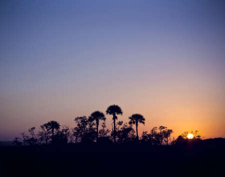 Tropical island of palm trees silhouette at sunsetの写真素材