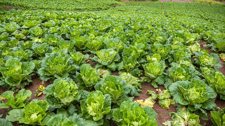 Many green cabbage grown on mountains, Landscape view of a freshly growing cabbage field. Phu Thap Boek, Pha Hua Sing, Phetchabun, Thailand, Asiaの写真素材