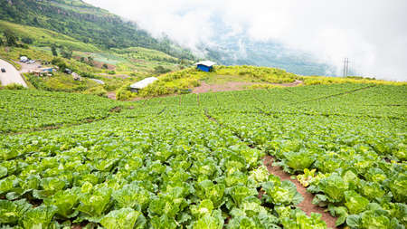 Many green cabbage grown on mountains, Landscape view of a freshly growing cabbage field. Phu Thap Boek, Pha Hua Sing, Phetchabun, Thailand, Asiaの写真素材