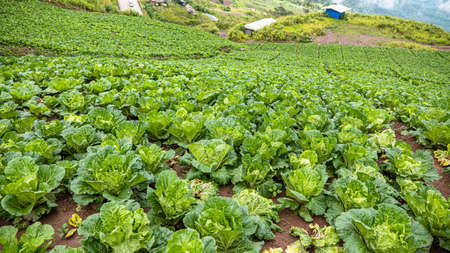 Many green cabbage grown on mountains, Landscape view of a freshly growing cabbage field. Phu Thap Boek, Pha Hua Sing, Phetchabun, Thailand, Asiaの写真素材