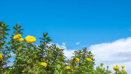 Beautiful of marigold with the sky in Rainy season. Landscape of Marigold flower at The highest...