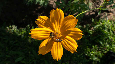 Yellow-orange flowers, Nong Prajak Park, Udon Thaniの写真素材