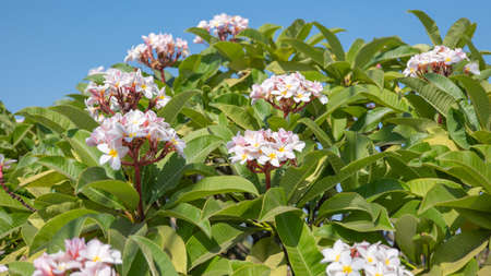 Plumeria flower pink and white frangipani tropical flower, plumeria flower blooming on tree, spa flower, Nong Prajak Park, udon thaniの写真素材