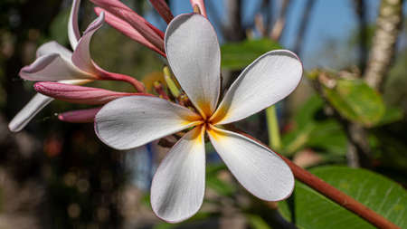 White Plumeria flower in the center with yellow circlesの写真素材