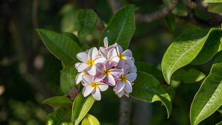 Plumeria flower pink and white frangipani tropical flower, plumeria flower blooming on tree, spa flower, Nong Prajak Park, udon thaniの写真素材